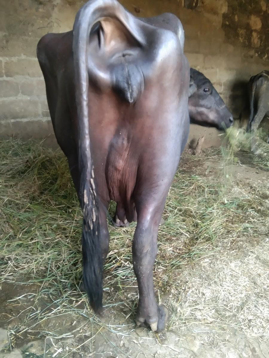 થંબનેલ 3