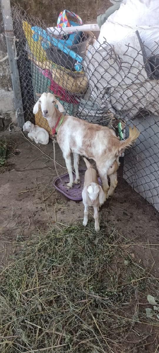 થંબનેલ 2