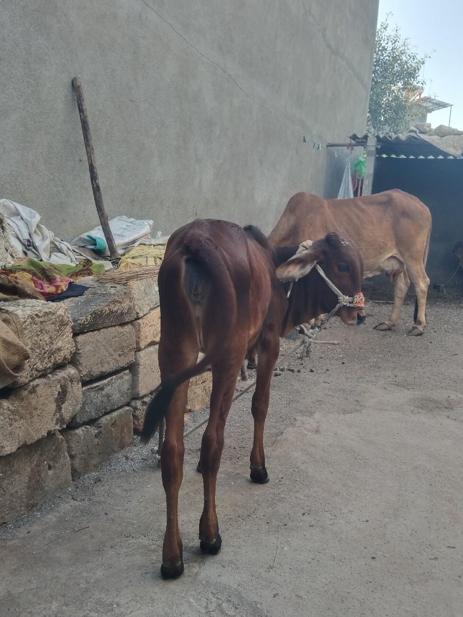 વાછડી આપવાની છે