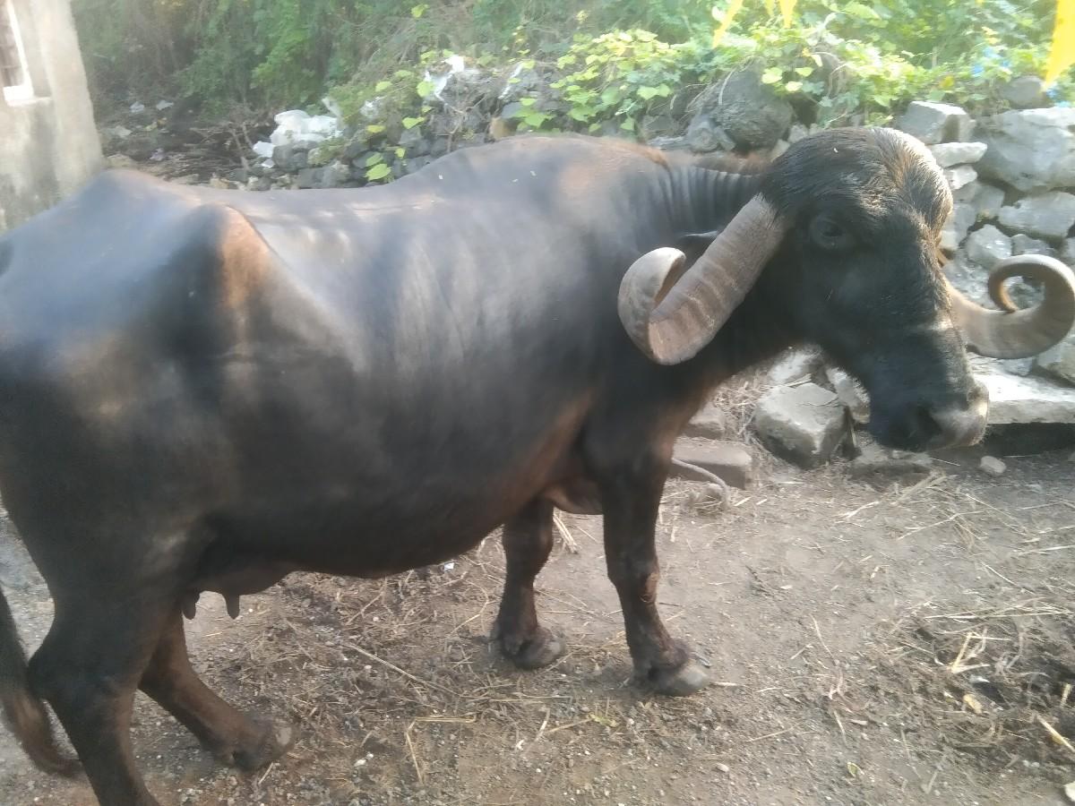 થંબનેલ 3