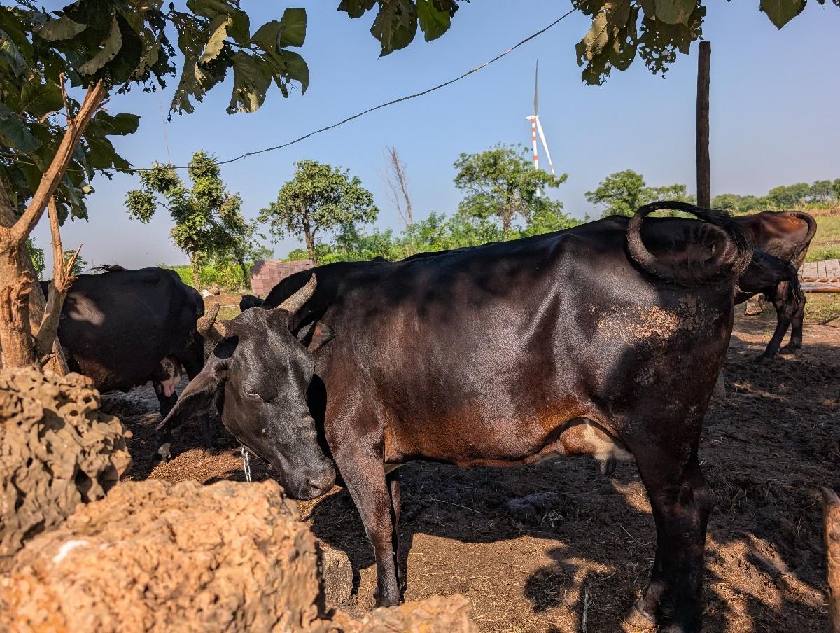 થંબનેલ 3