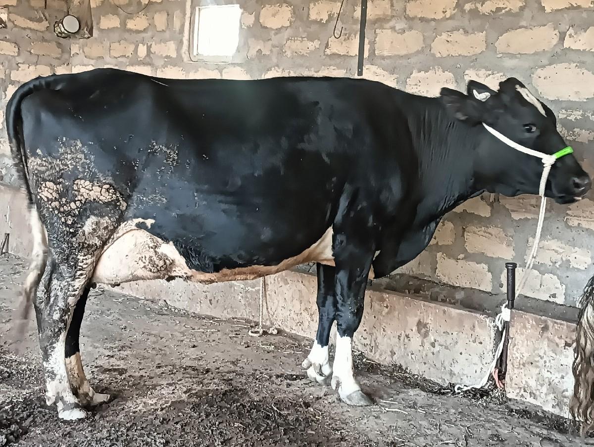 થંબનેલ 2