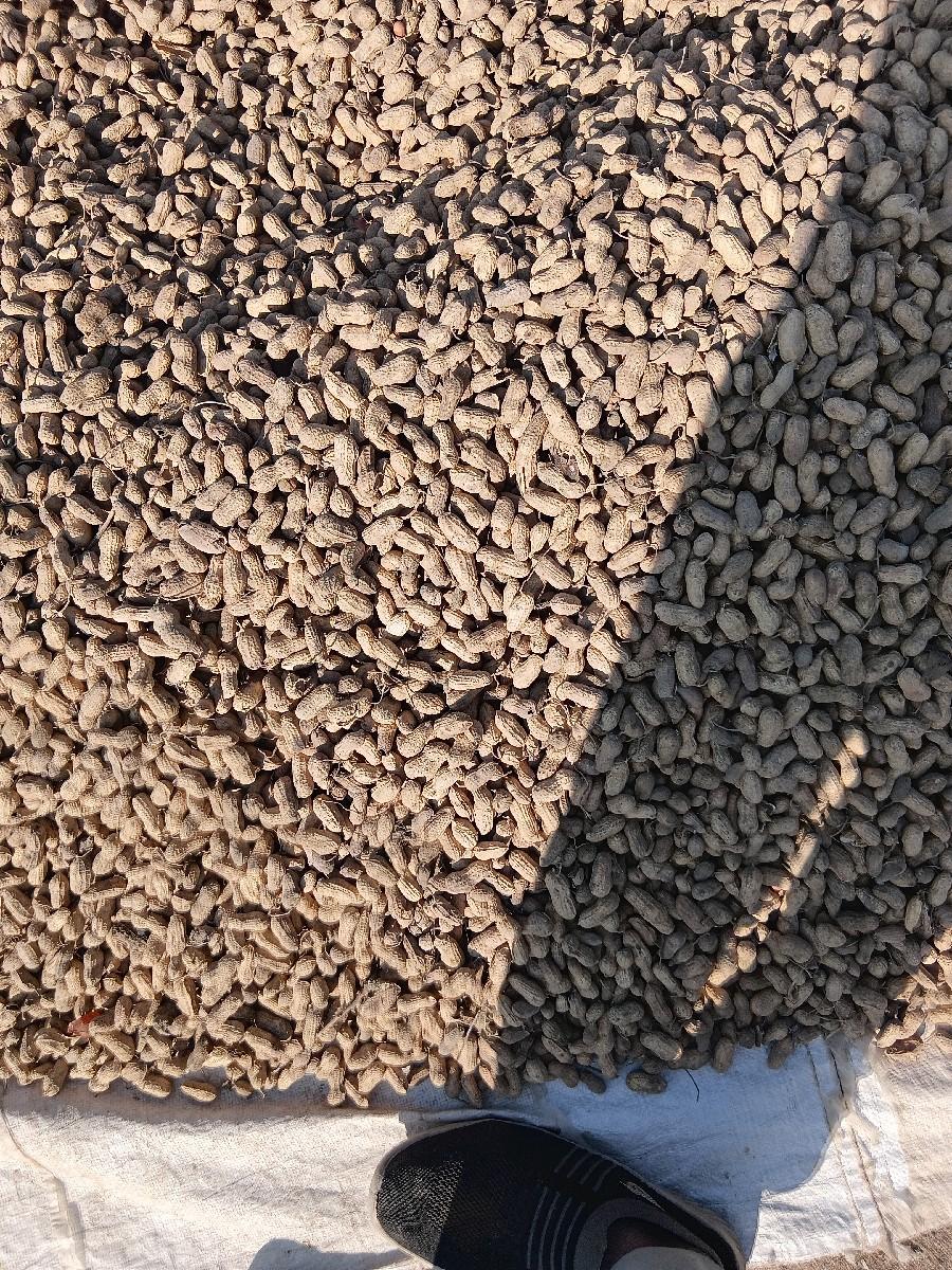 મગફળી 22નંબર 48નો ઉતારો