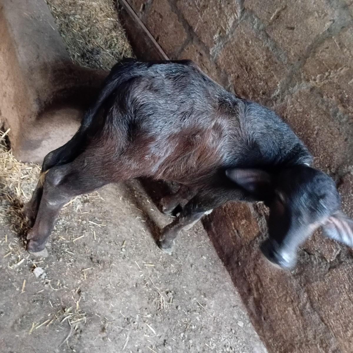 વેચવાની છે