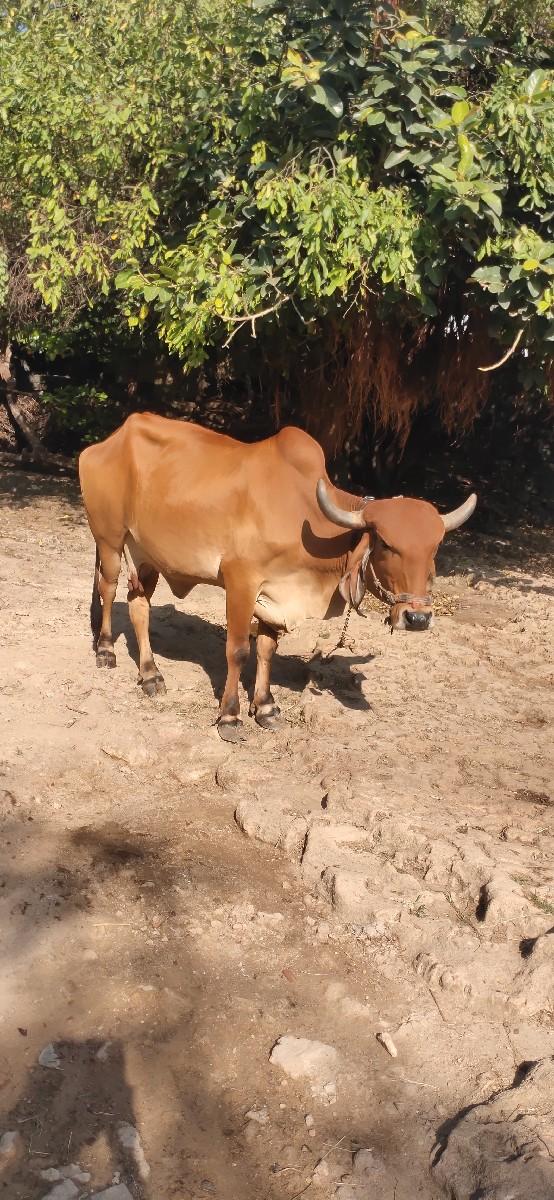 ગાય વેસવાની છે એક મહીનાની કાસી છે