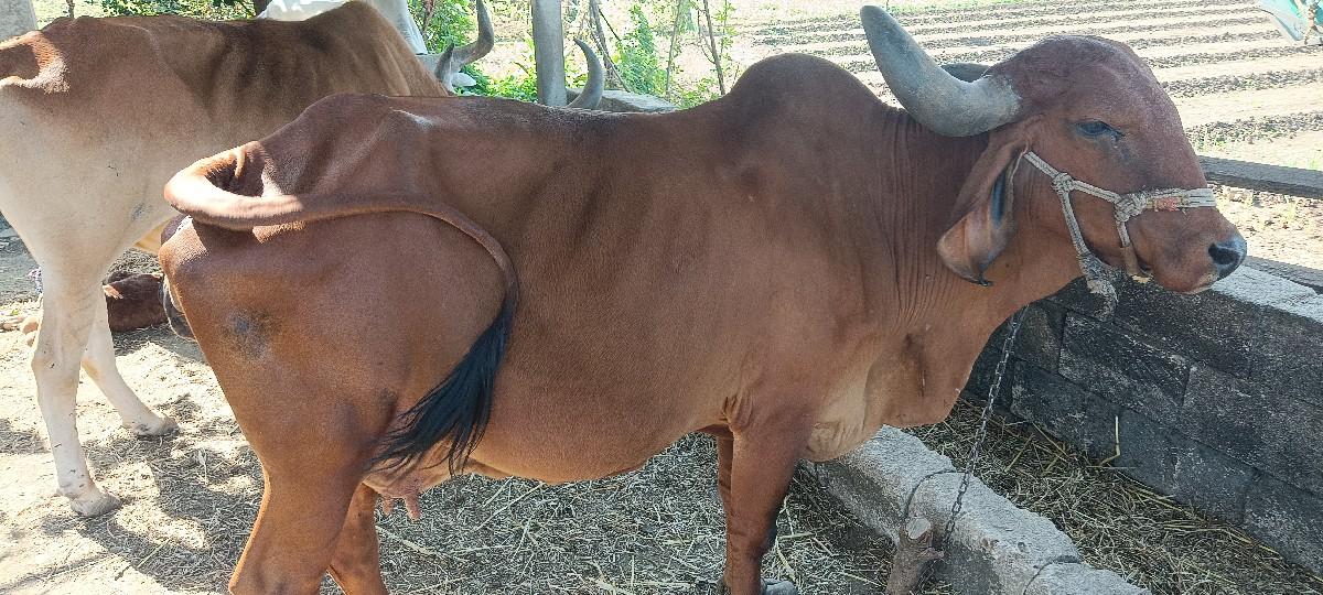 ગાય વેચવાની છે.
