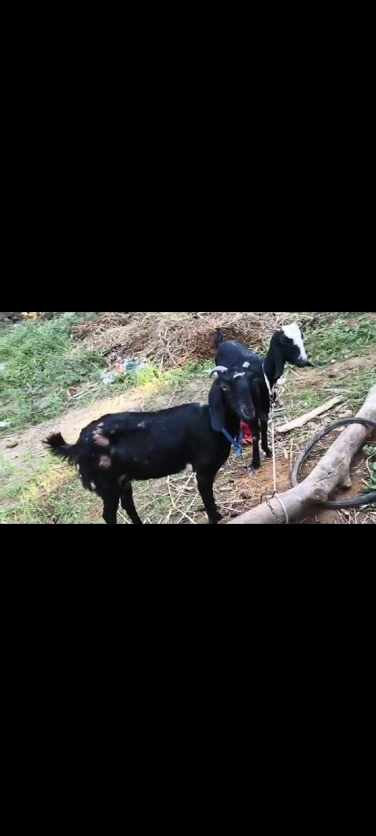 થંબનેલ 3