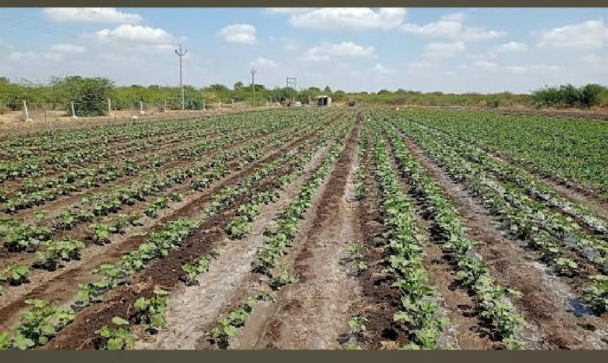 10.5 vigha, 1 vigha na 6