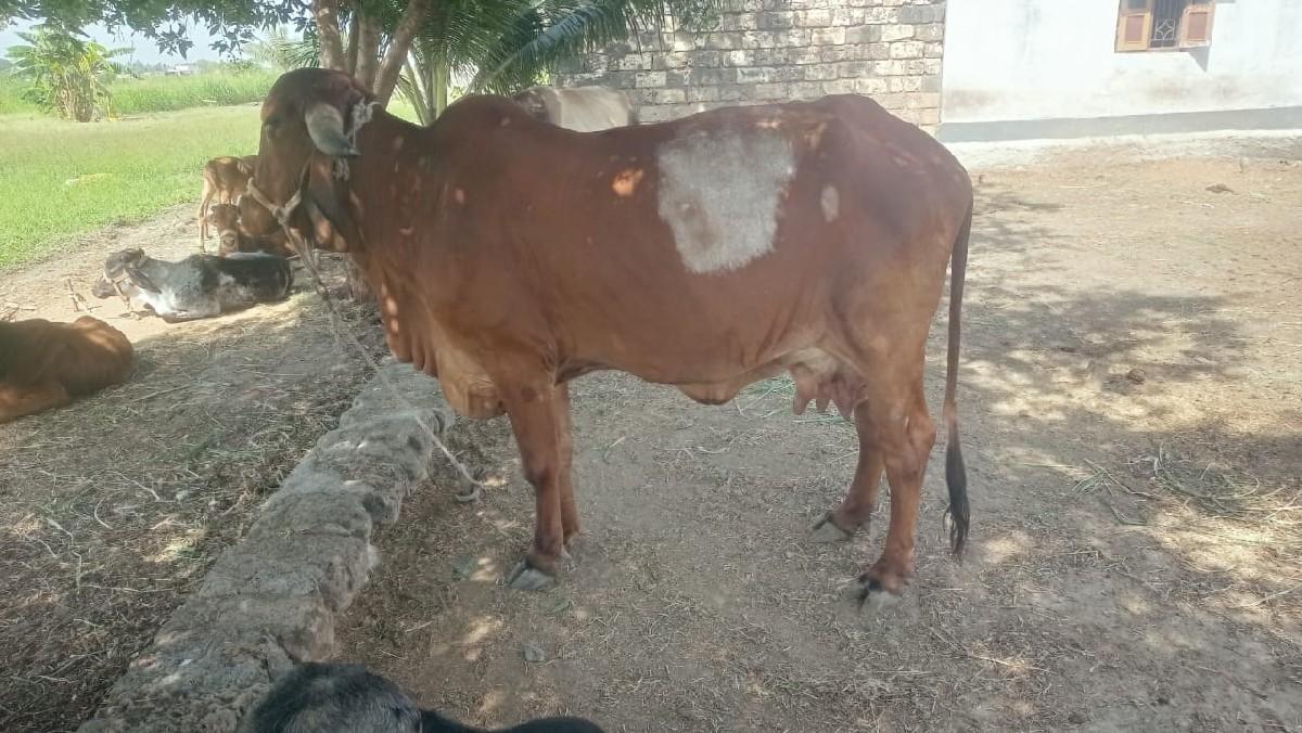 થંબનેલ 3