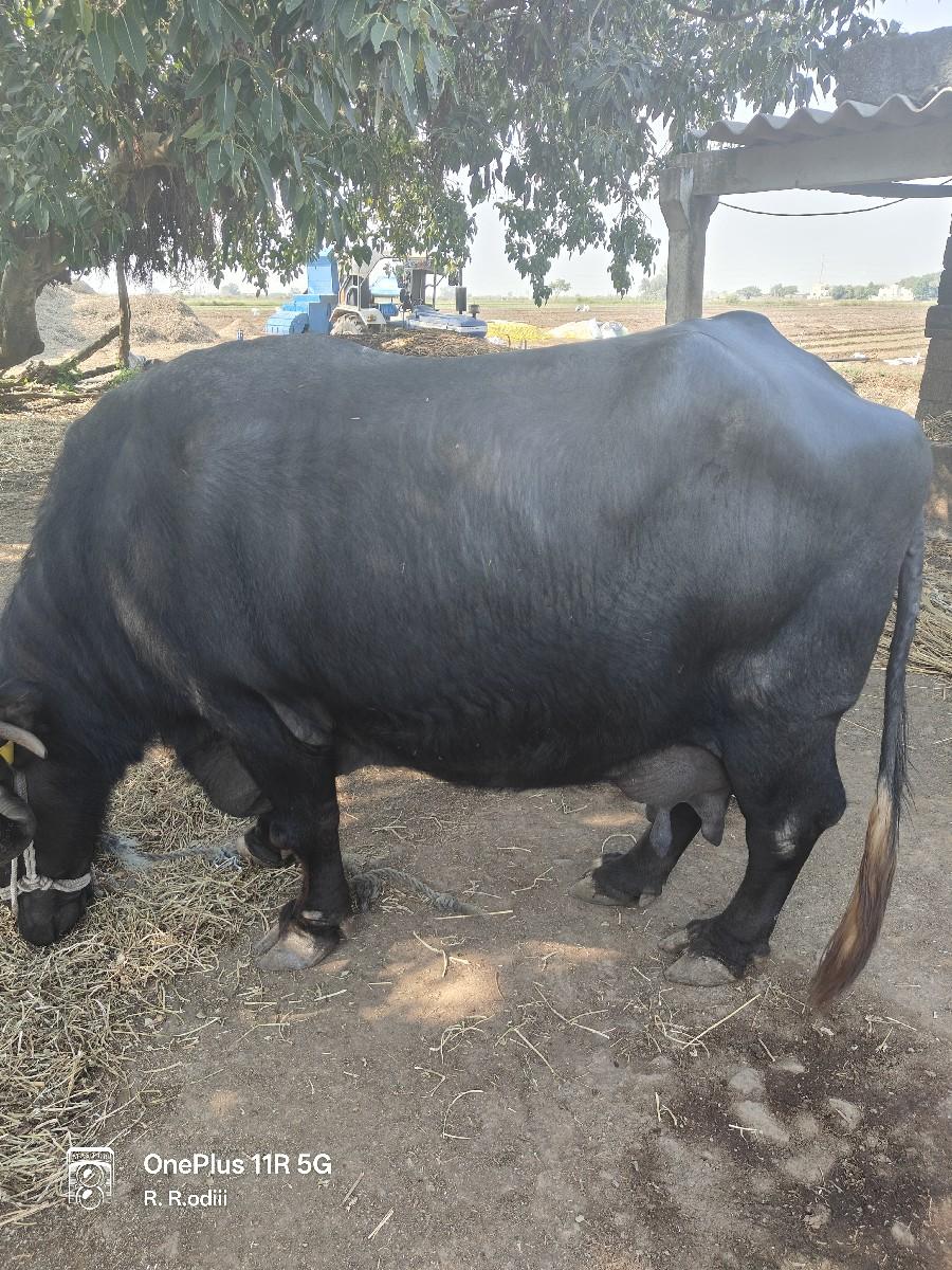 થંબનેલ 2