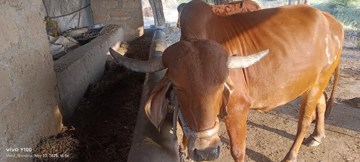 થંબનેલ 2