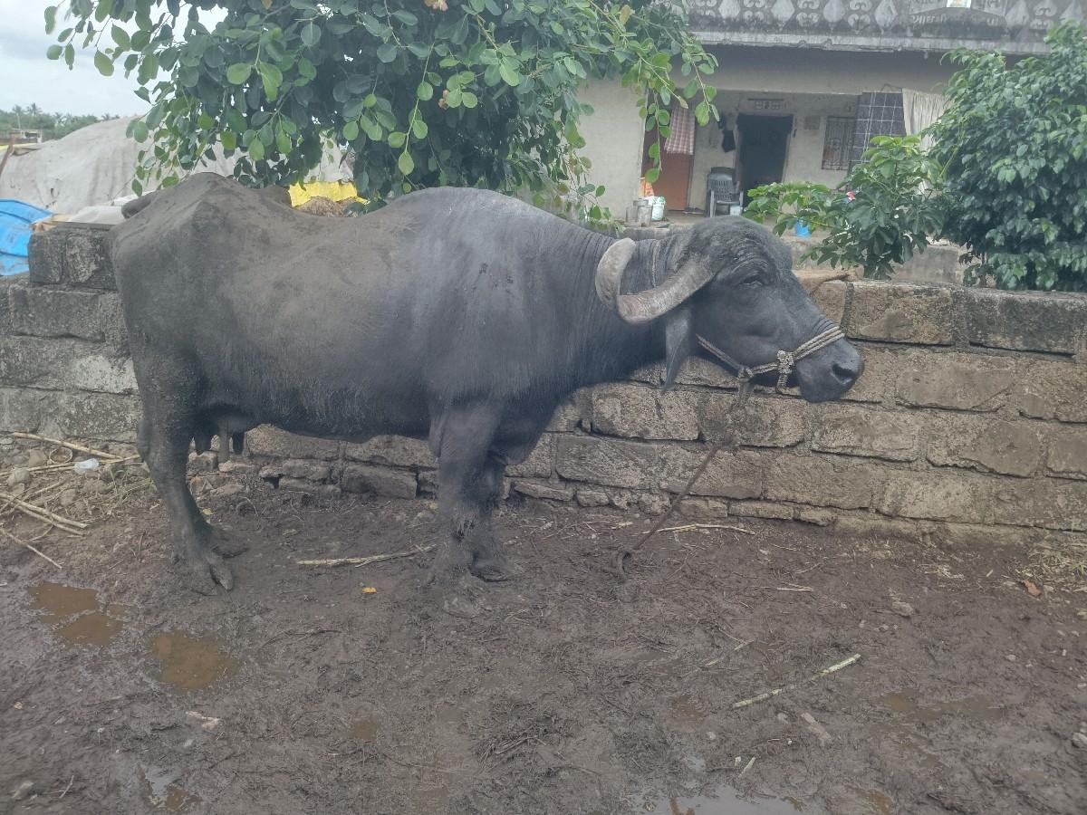 ભેંસ વેચવાની છે