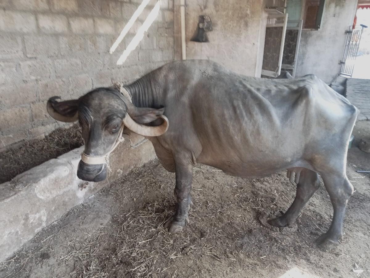 થંબનેલ 3