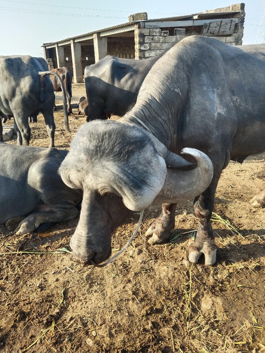 થંબનેલ 3