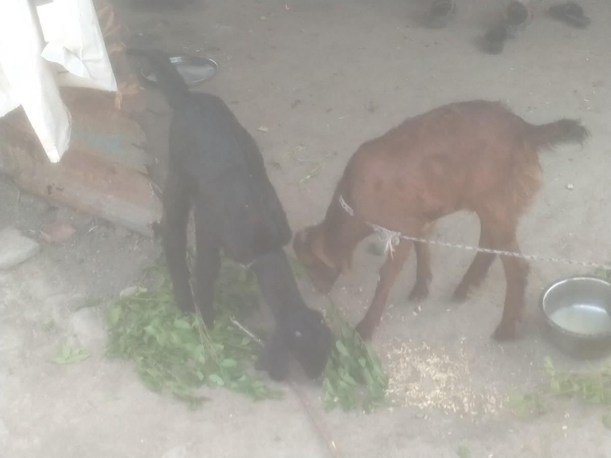 થંબનેલ 2