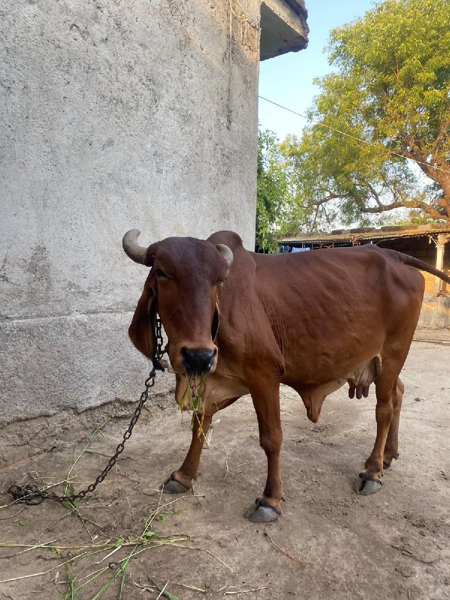 ગાય વેચવાની છે