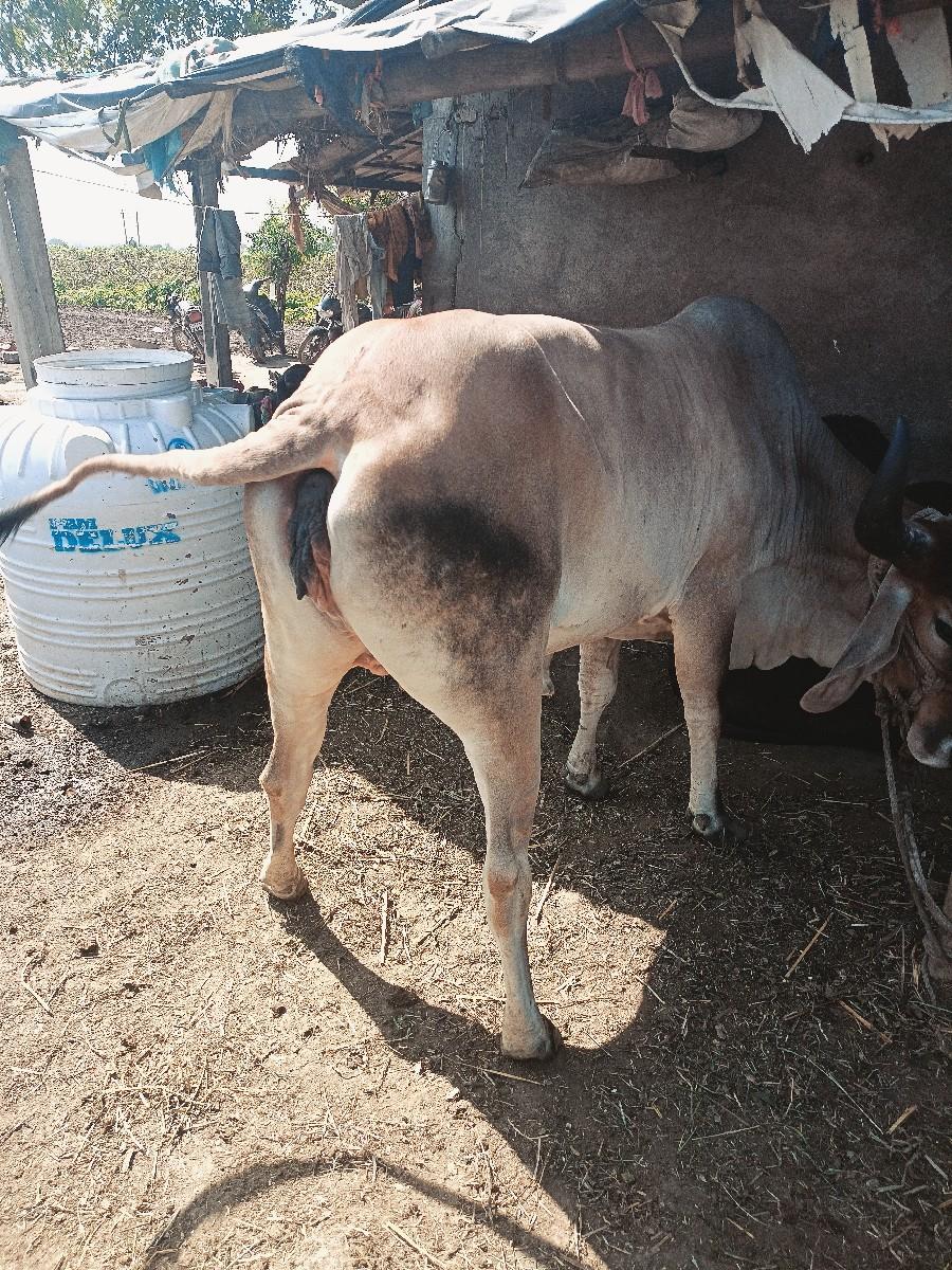 થંબનેલ 2