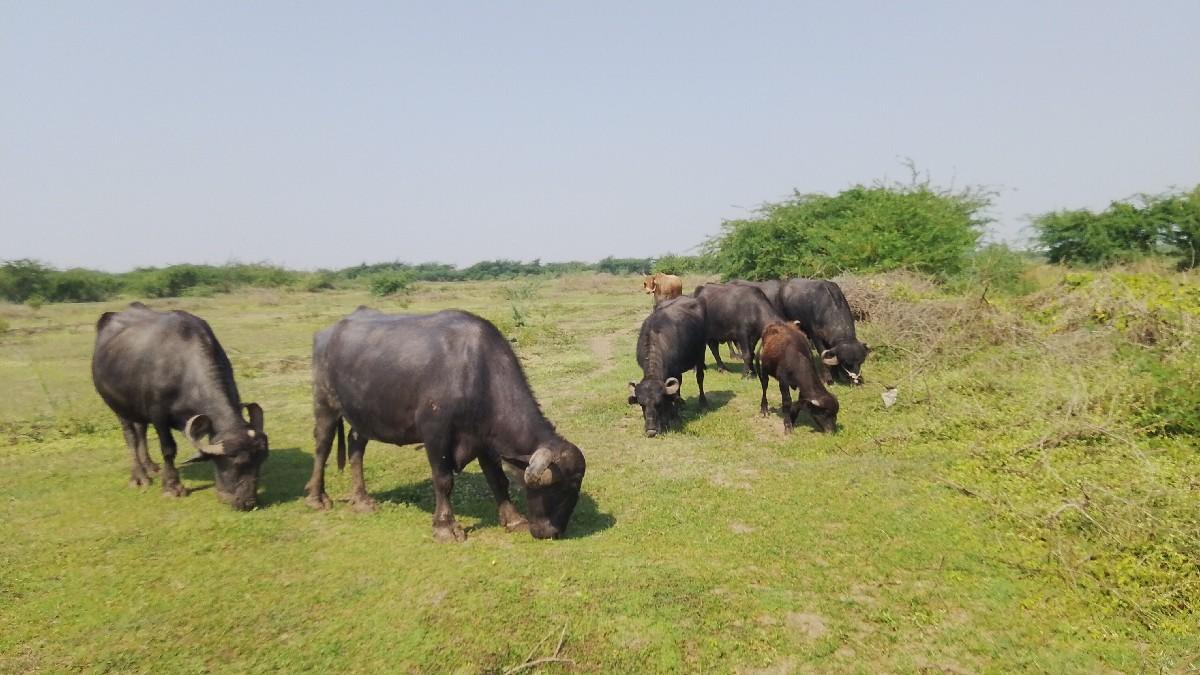 ભેંસ વેચવાની છે નવ જીવ