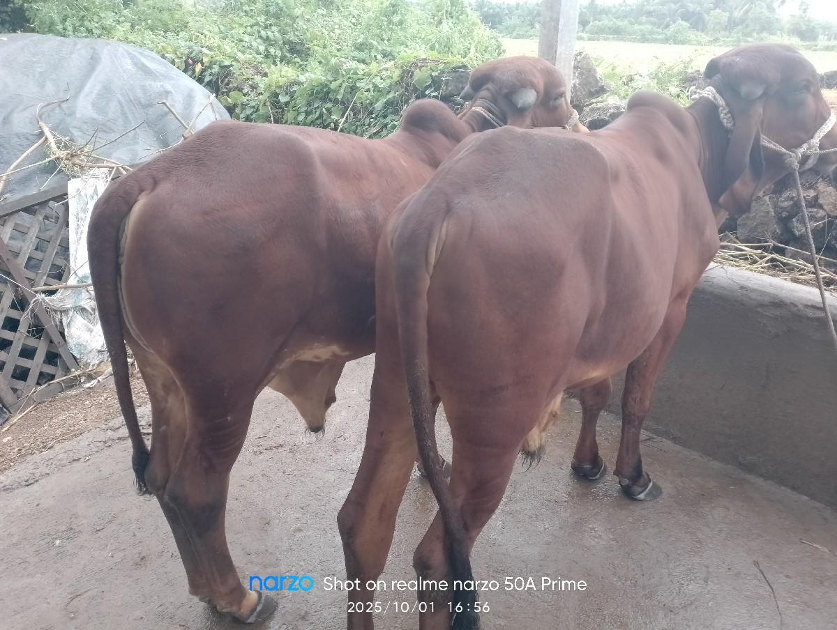 થંબનેલ 2