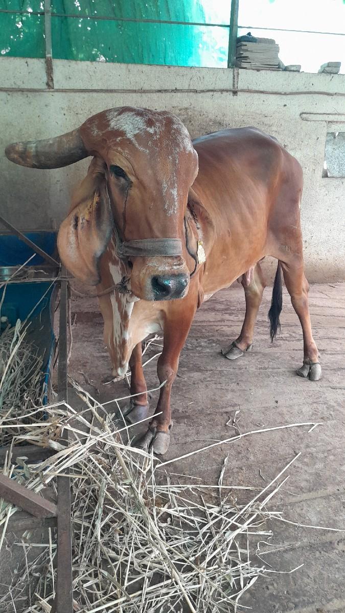 થંબનેલ 3