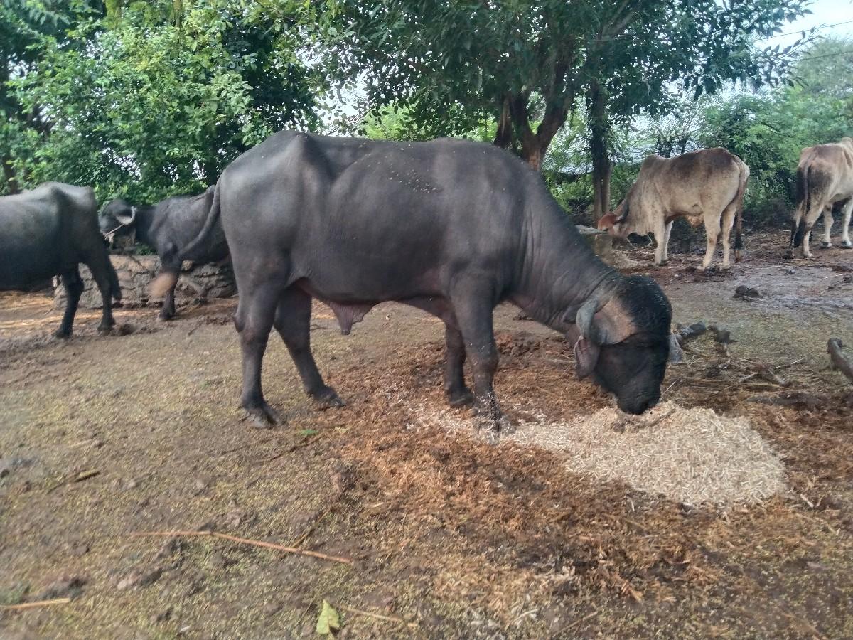 થંબનેલ 3