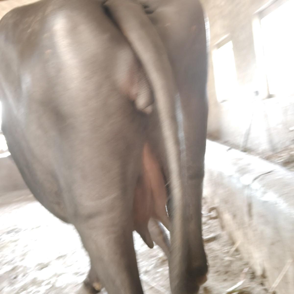 થંબનેલ 3