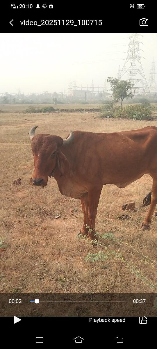 ગીર ક્રોસ જર્સી હોડકી