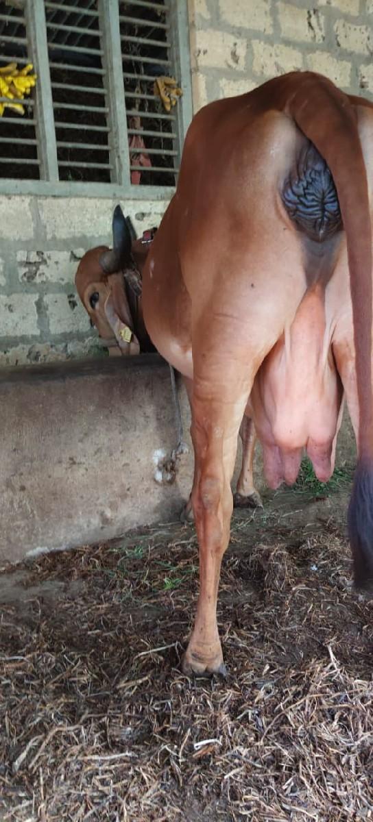 થંબનેલ 3