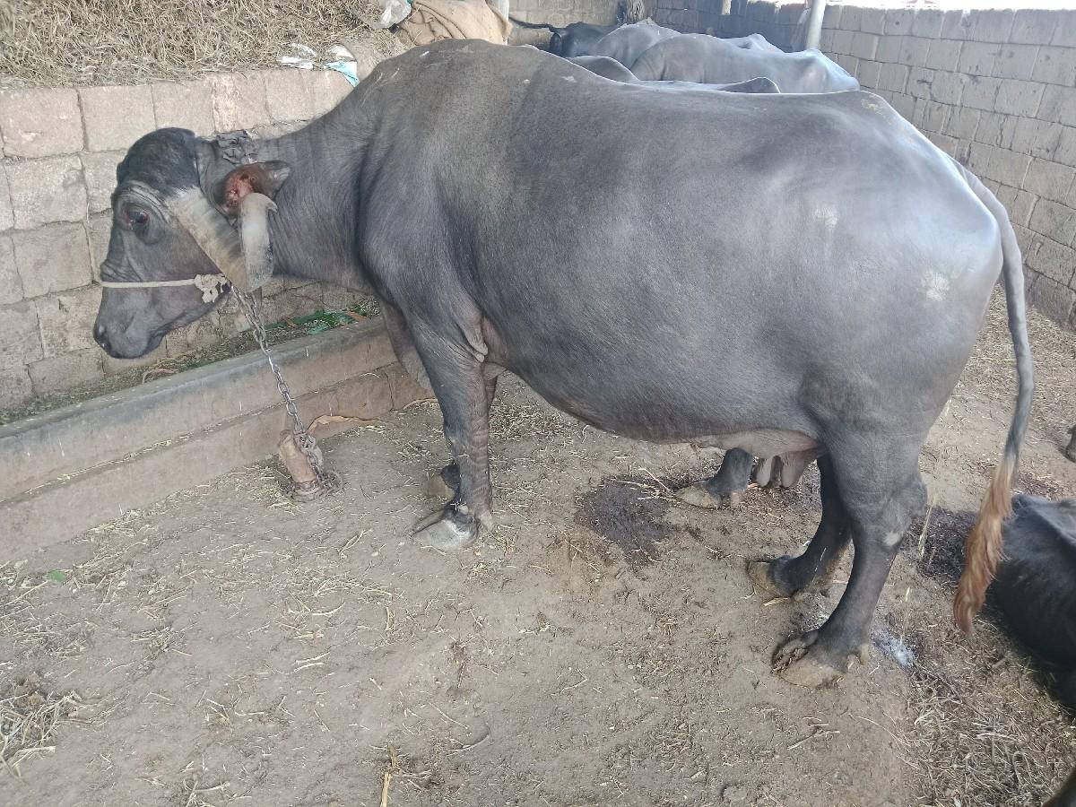 થંબનેલ 2