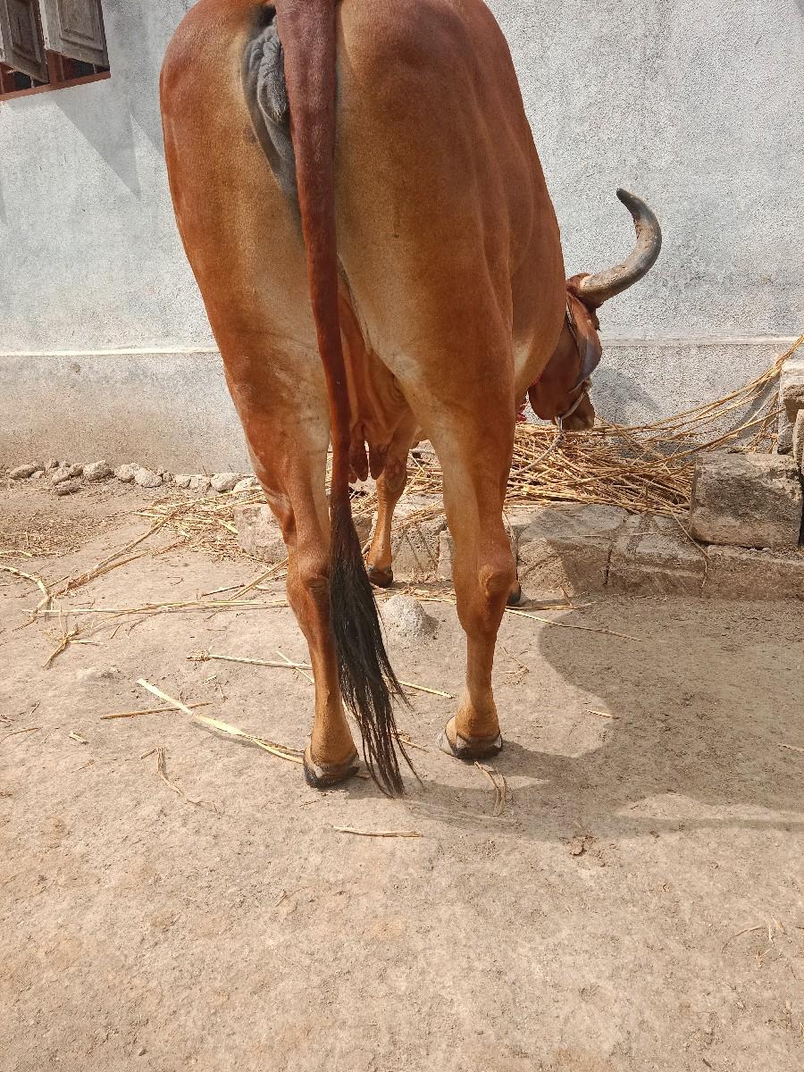 થંબનેલ 3