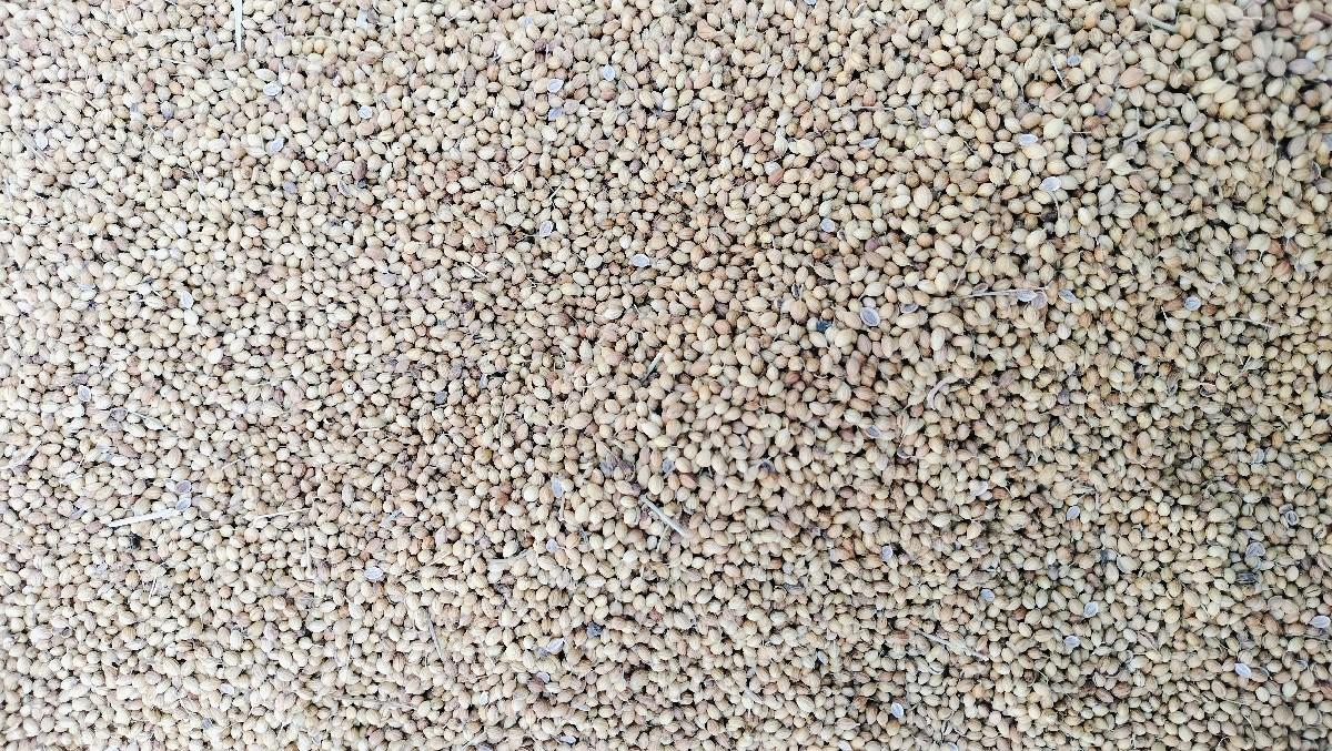 ધાણા નું બિયારણ વેસવાનું છે