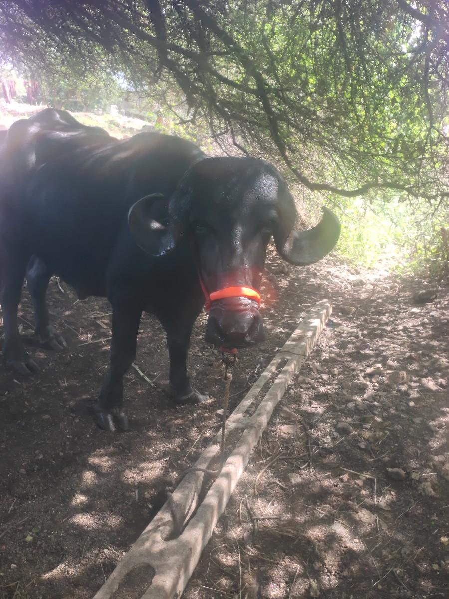 8 દીવસ ની કાચી ફુલ જવાબ દારી