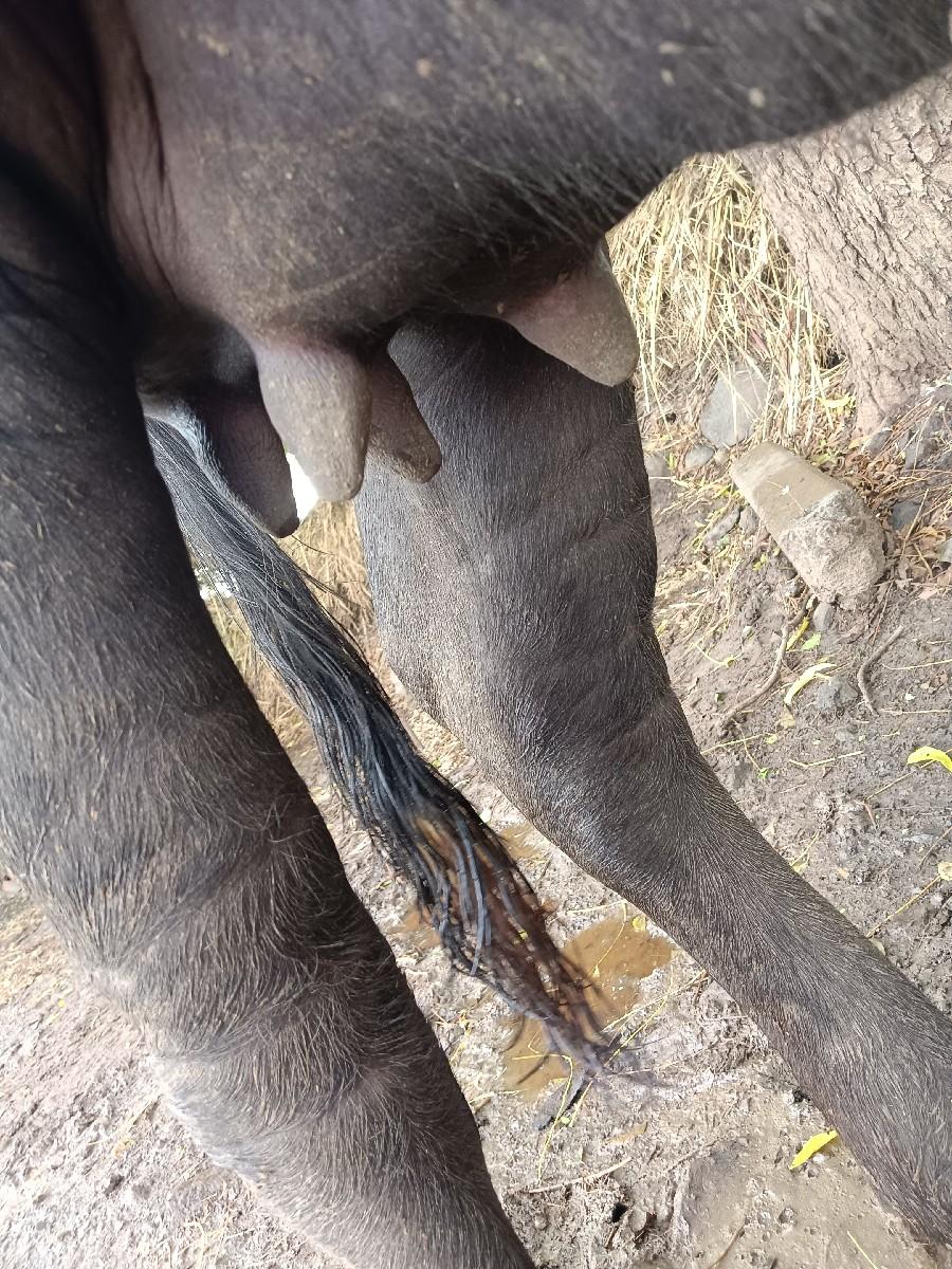 થંબનેલ 3