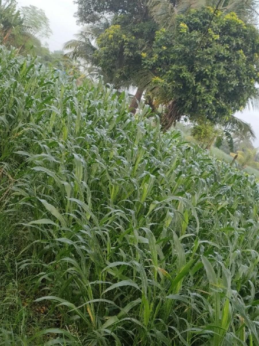 લીલી જુવાર વેચવાની છે