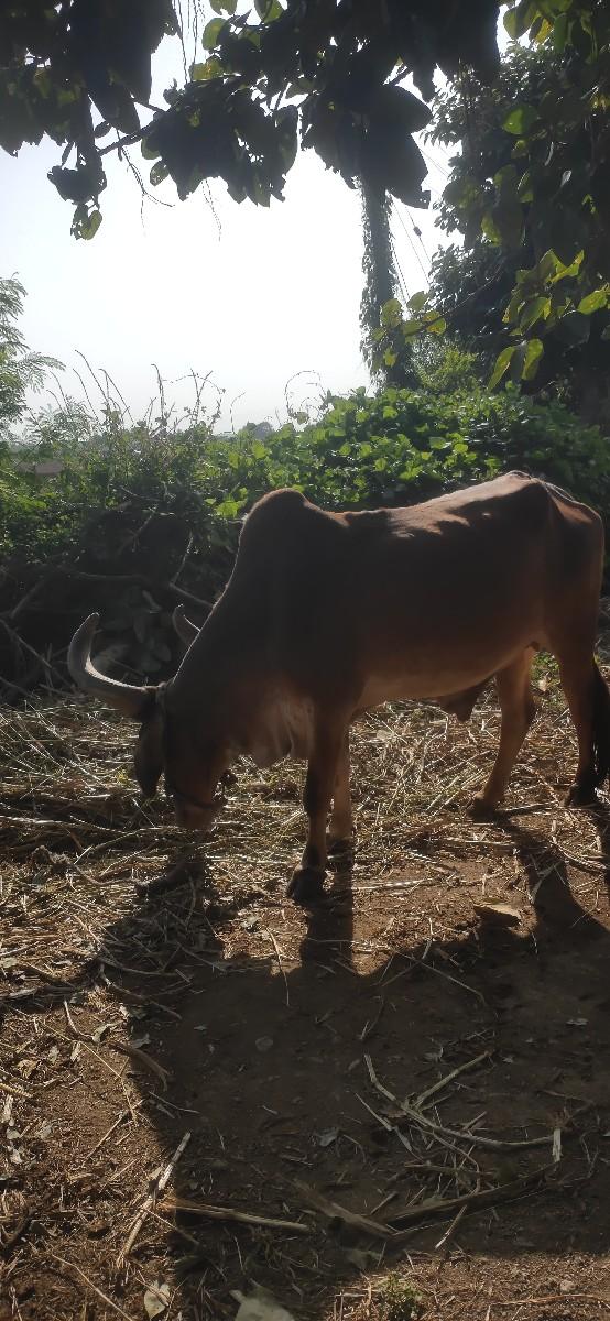 થંબનેલ 2