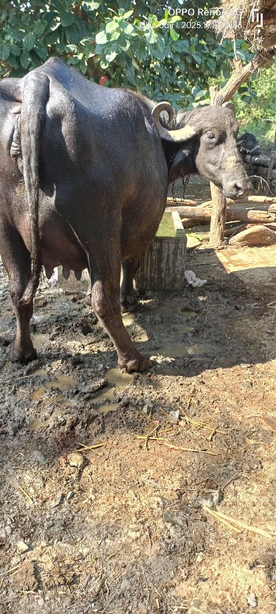 ભેંશ વેસવાની છે