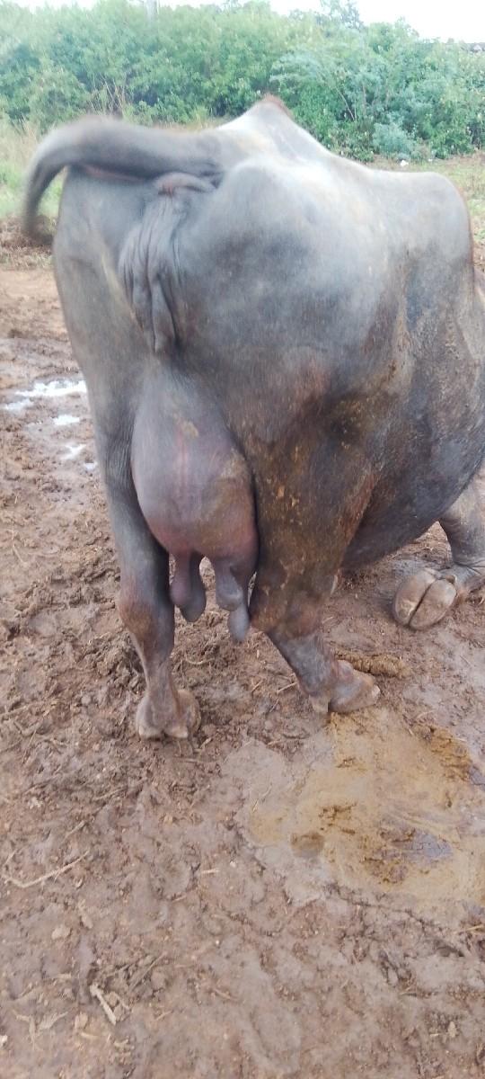 થંબનેલ 2