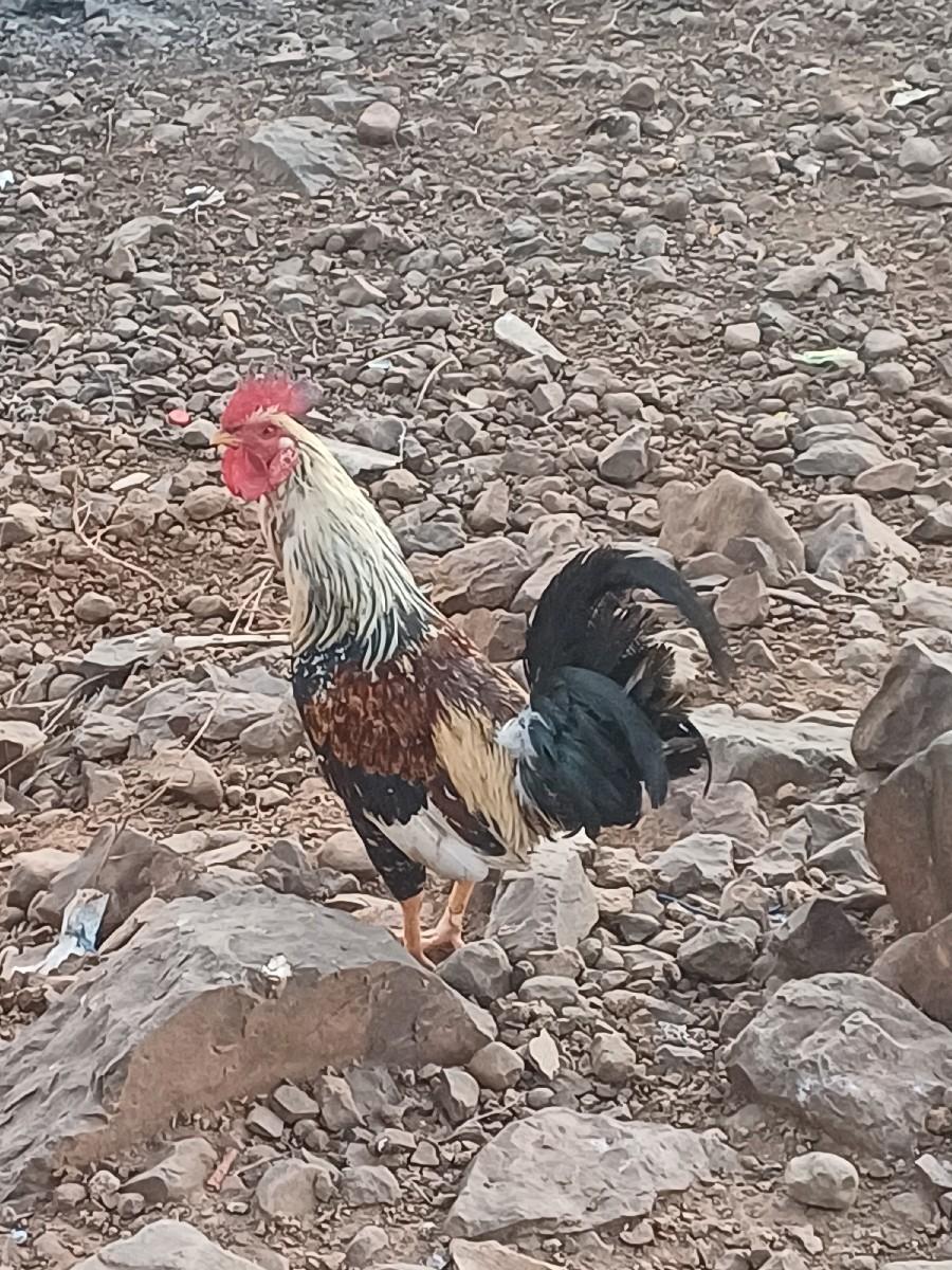 થંબનેલ 2