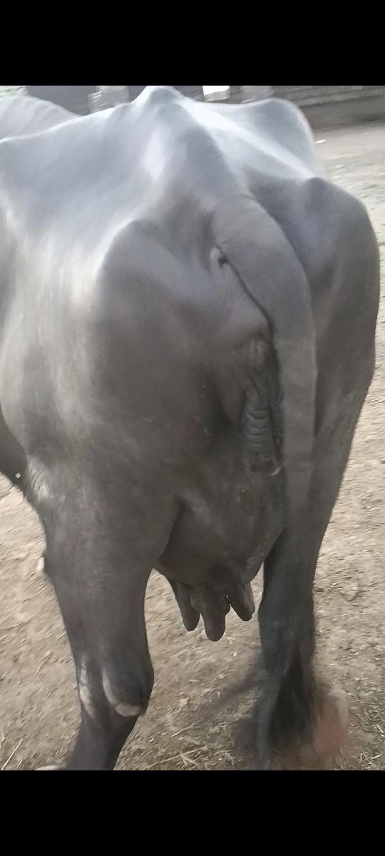 ભેંસ વેચવાની છે