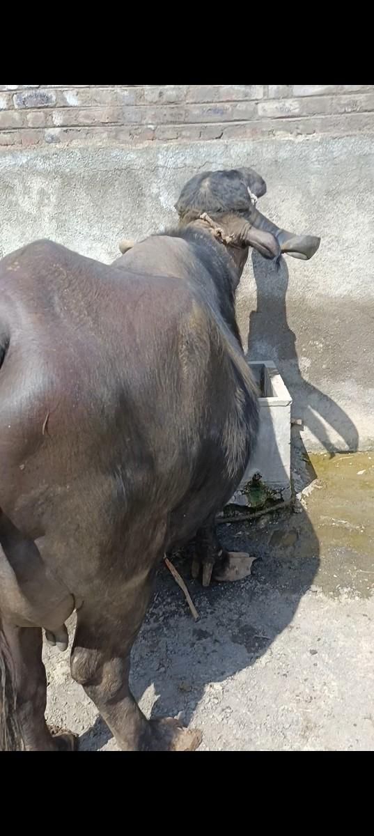 થંબનેલ 3