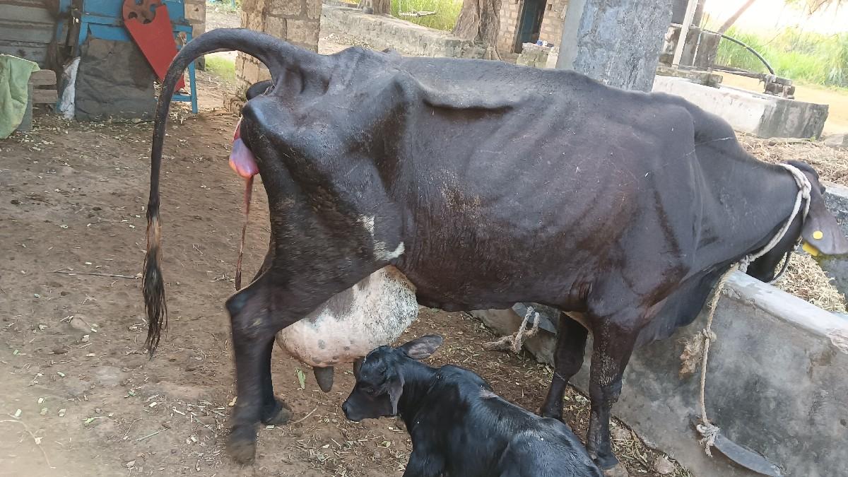 થંબનેલ 2