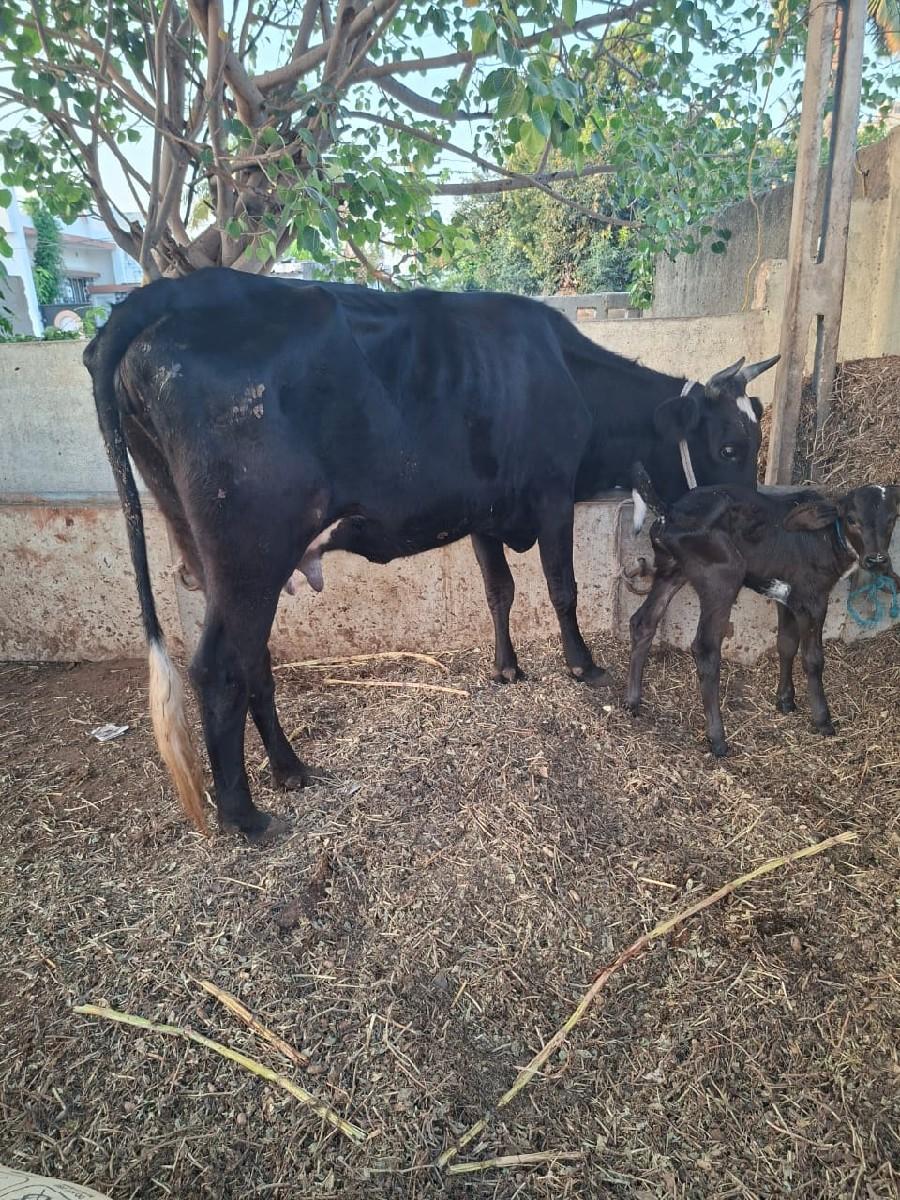 જર્સી હોડકી વેચવાની