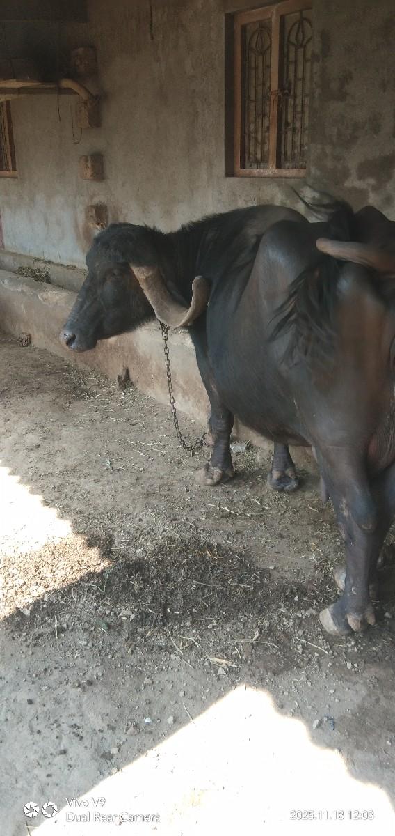 ભેંસ વેચવાનીછે