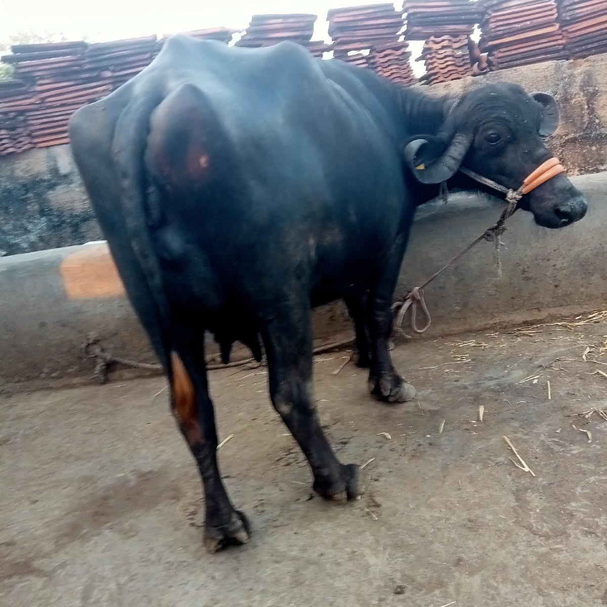 ભેંસ વેચવાની છે