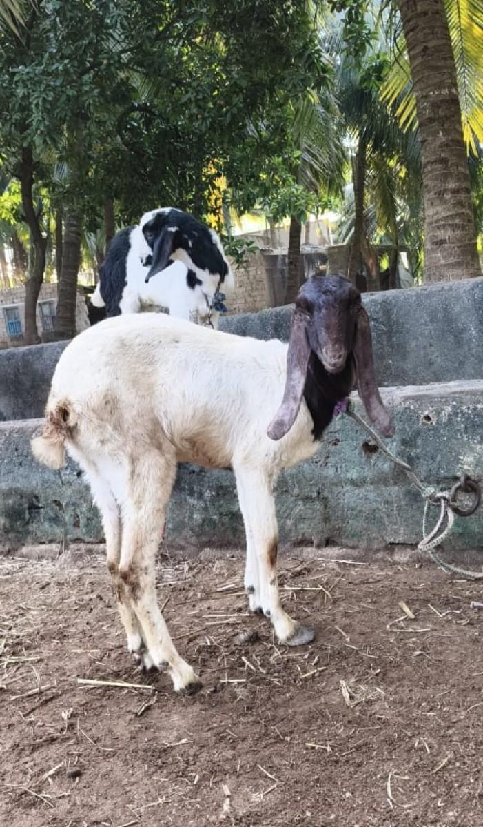 થંબનેલ 2