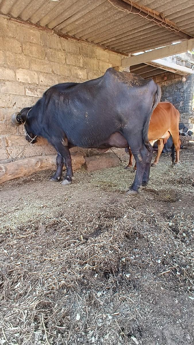 થંબનેલ 2