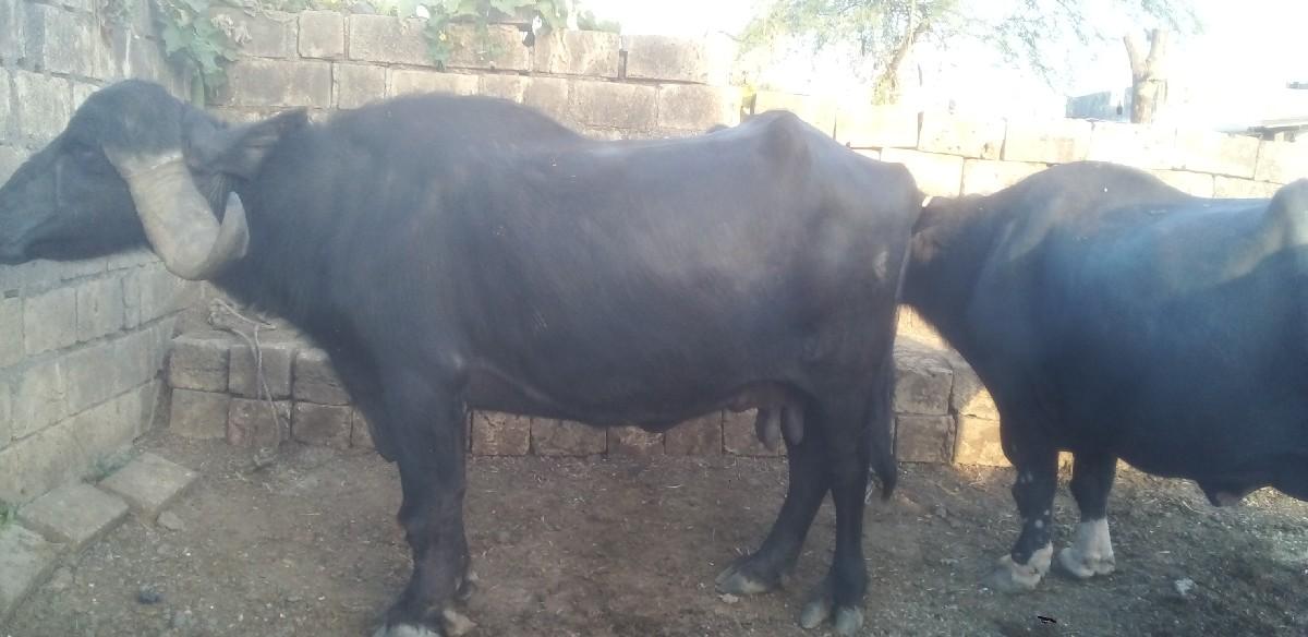 થંબનેલ 2