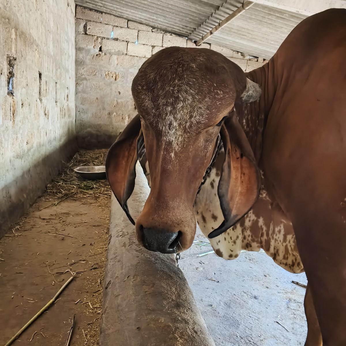 ગયા વેચવાની છે