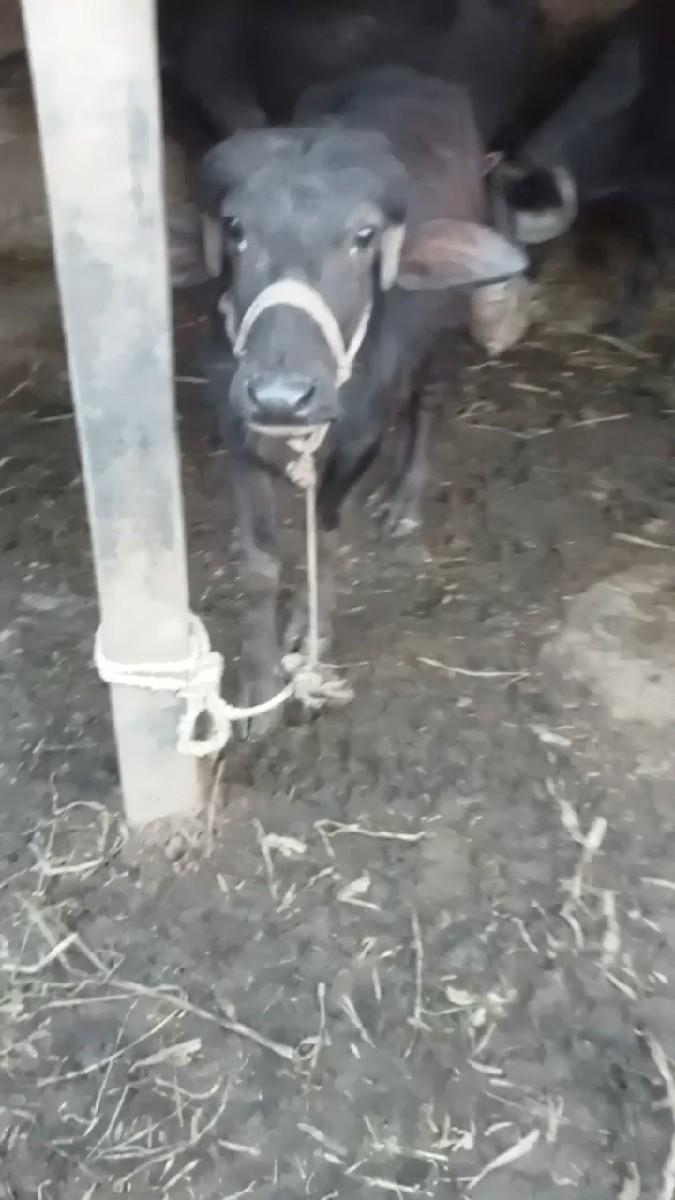 થંબનેલ 2