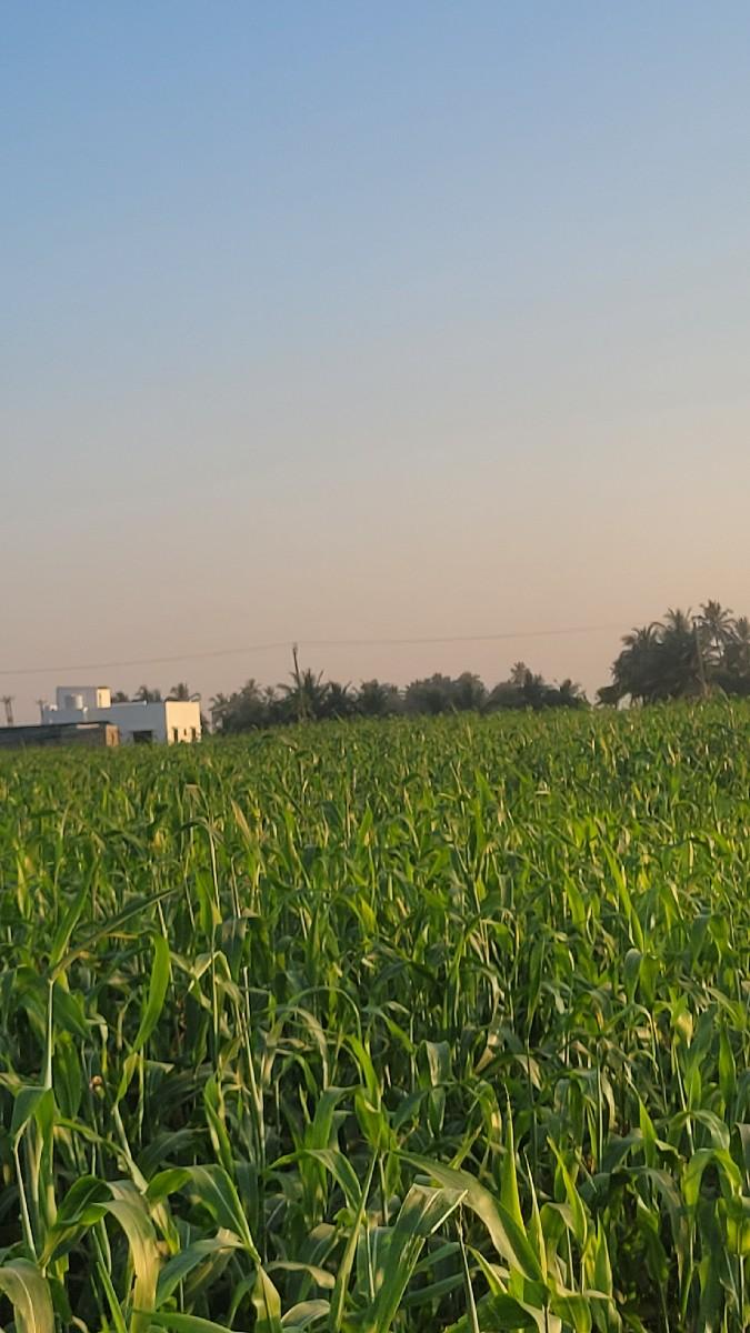 🚜 વેચાણ માટે તાજી લીલી જુવાર-ચારો